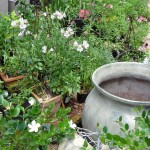 Greenhouse surrounds