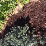 mulch bed