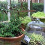 Inside The Greenhouse