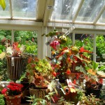 Inside The Greenhouse