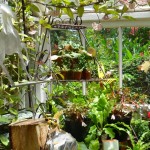 Inside The Greenhouse