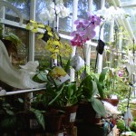 Inside The Greenhouse