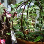 Inside The Greenhouse