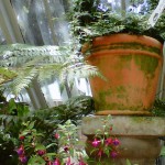 Inside The Greenhouse