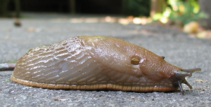 slug