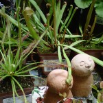 Venus Fly Traps at The Greenhouse