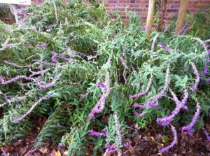 Salvia leucantha