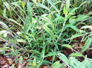 Salvia leucantha