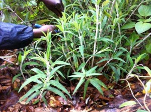 Salvia leucantha