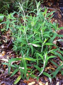 Salvia leucantha