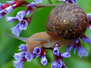 snail on flowers